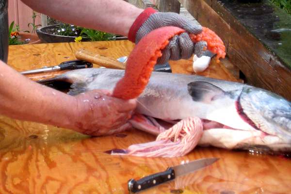 Removing Roe From a Female King Salmon