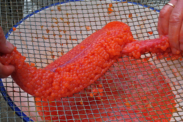 Pushing Salmon Eggs Through Mesh