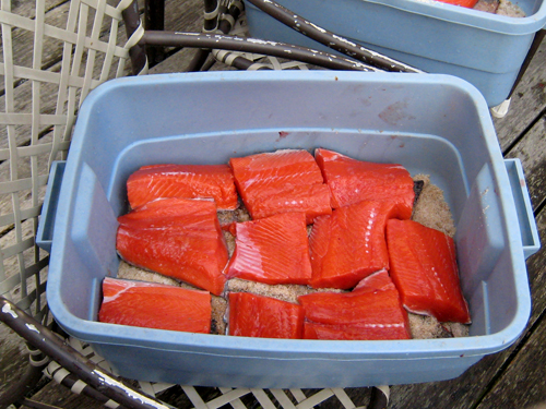 Filets in Bine with Salt-Sugar Mix