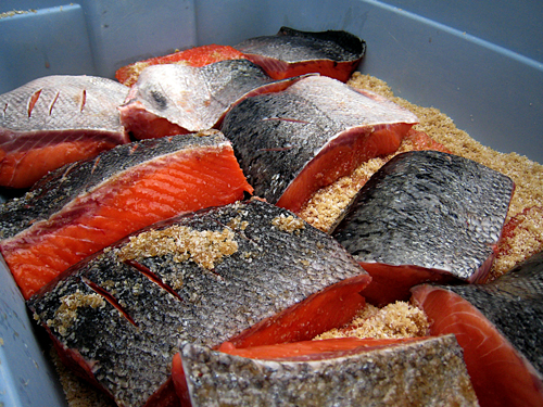 King Salmon Fillets in Bin