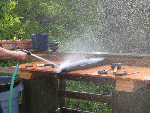 Scaling Fish with Garden Hose