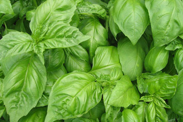 Great Pesto, Easy to Make!